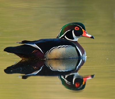雄性野鸭在水体上的照片